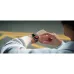 Smart watch Mibro C4 2.01" /BT 5.3 Dark Grey (XPAW021D)