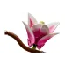 منشئ LEGO Botanicals  (11510)