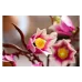 منشئ LEGO Botanicals  (11510)