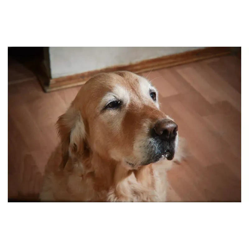 Leča Nikon (JAA808DA)