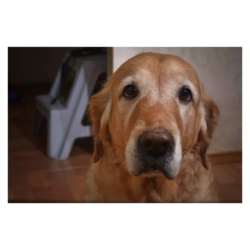 Leča Nikon (JAA808DA)