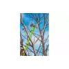 Tesoura Verto (15G260)